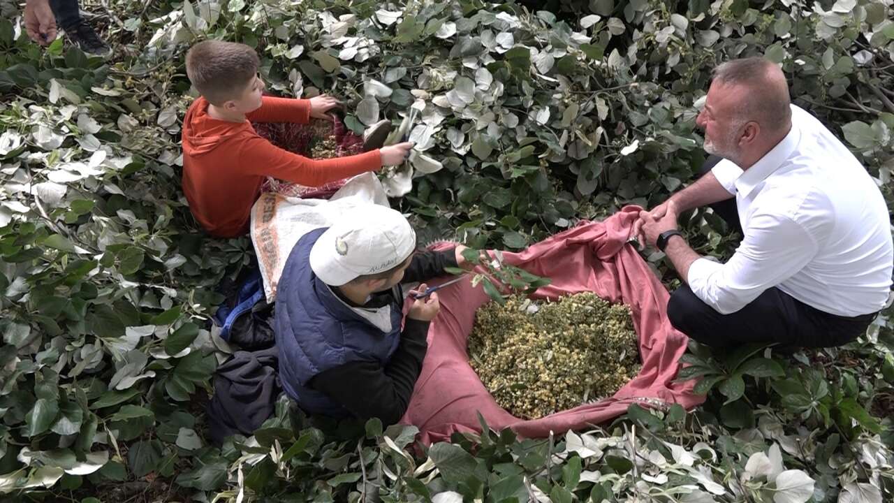 Metrelerce yüksekte hasat başladı, kilosu 3 bin liraya ulaştı 7